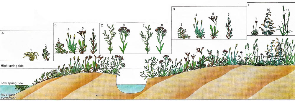 Temperate salt marsh