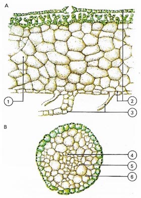 The thallus of the liverwort Marchantia in cross-section.