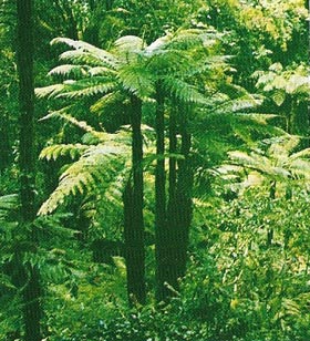 Tree fern