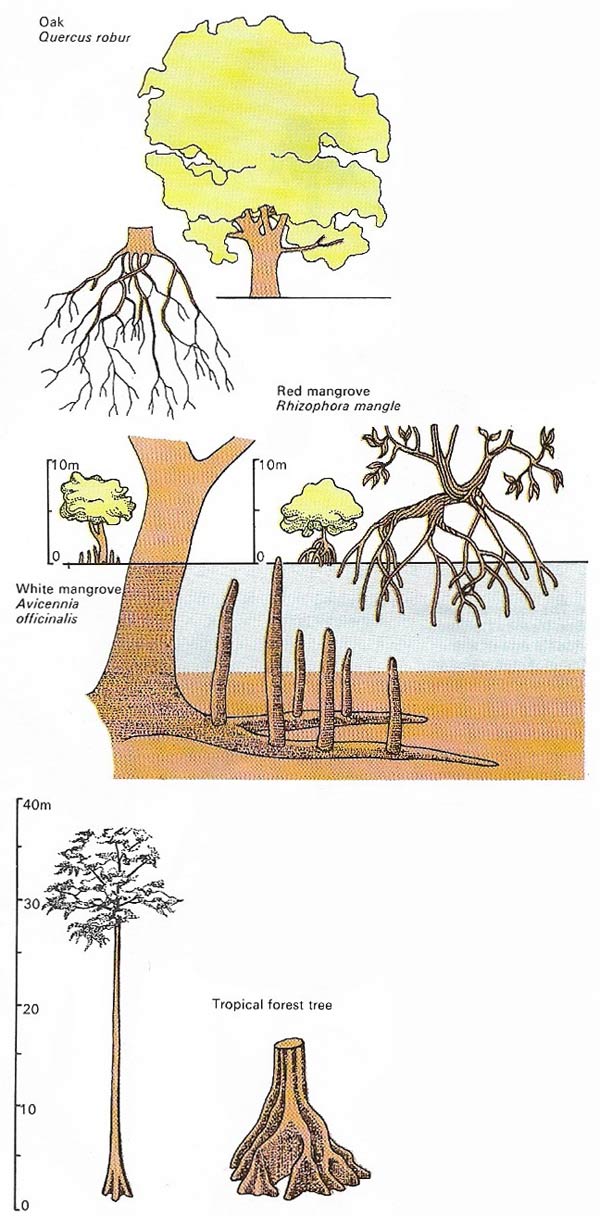 Roots anchor a tree securely to the ground and take up from te soil the essential minerals and the huge quantity of water it needs.