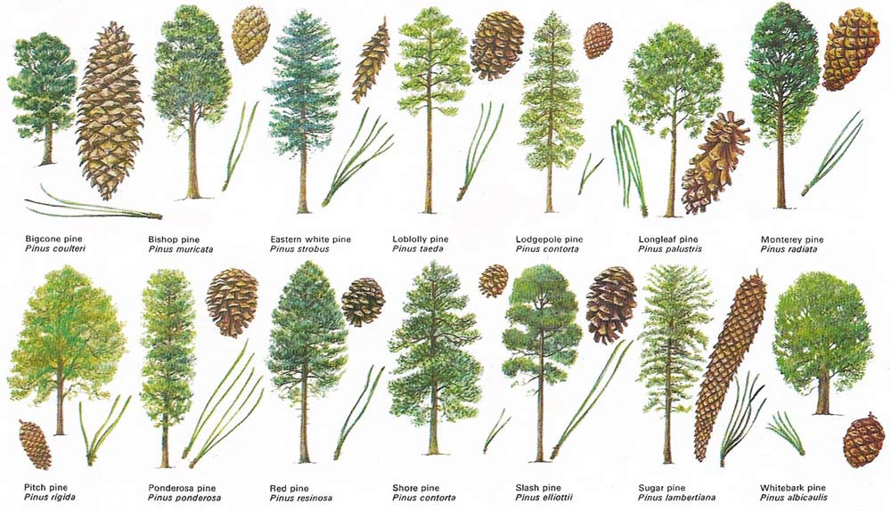 Types of pine and their coness