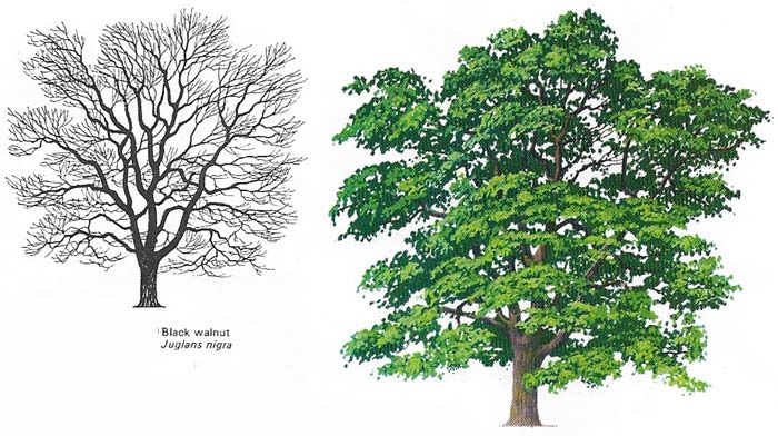 The limes or lindens (family Tiliaceae) have some of the largest leaves found on deciduous trees.