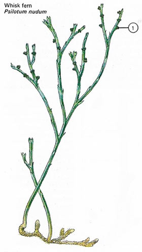 Whisk fern