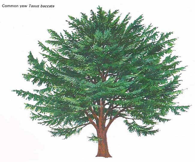 Yew tree