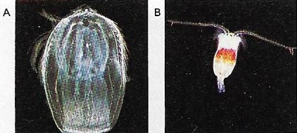 The Challenger expedition also studied the species and individuals forming plankton, such as the comb jelly (A), and ctenophore and the copepod (B), a crustacean.