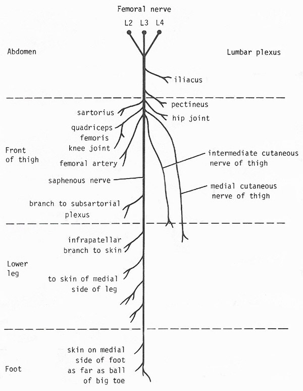 Mian branches of the femoral nerve