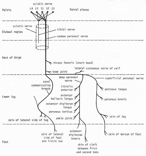 Summary diagram showing  the origin of the sciatic nerve and main branches of the common peroneal nerve