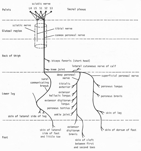 sciatic nerve branches