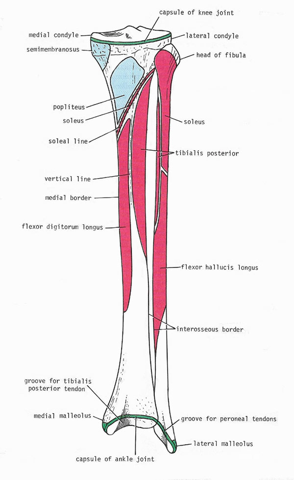 Muscles and ligaments attached to the posterior surfaces of the right tibia and fibula.