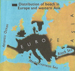 Distribution of beech in Europe and western Asia