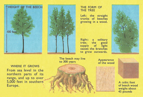 beech facts