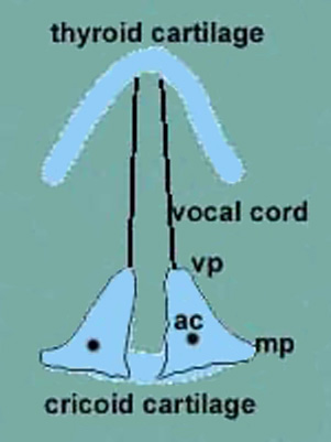 arrangement of cartilages in the larynx