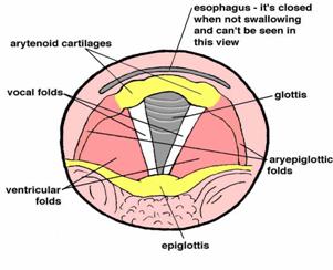 vocal cords and surrounding structures in the larynx