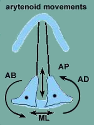 movements of the arytenoid