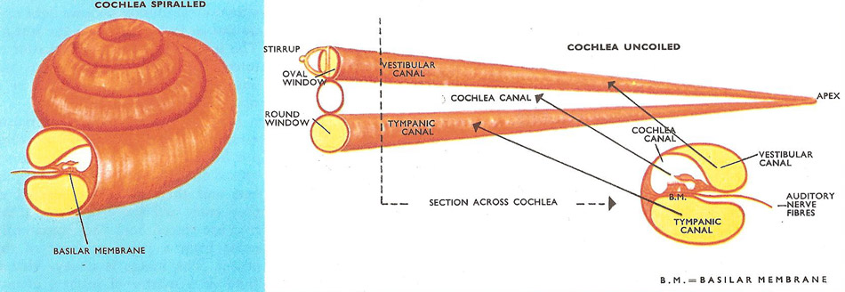 cochlea