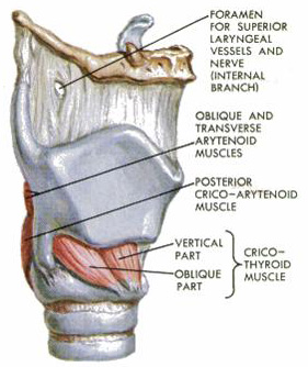 cricothyroid muscle