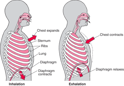 the diaphragm during inhalation and exhalation
