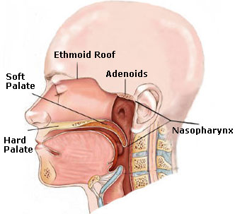 hard palate