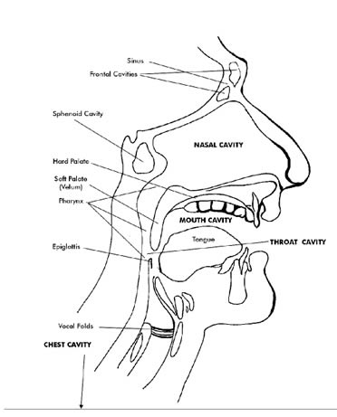 head cavities