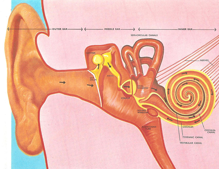 human ear