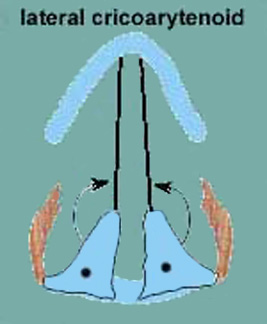 Adduction of the arytenoid cartilages, and consequent                  adduction of the vocal folds and closing of the rima glottidis, caused                  by contraction of the lateral cricoarytenoid muscles