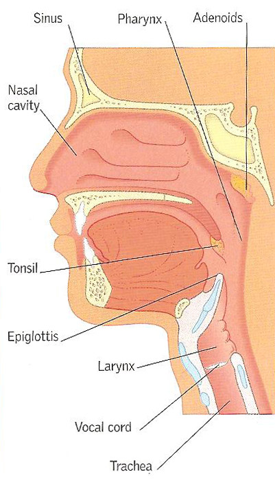 location of larynx