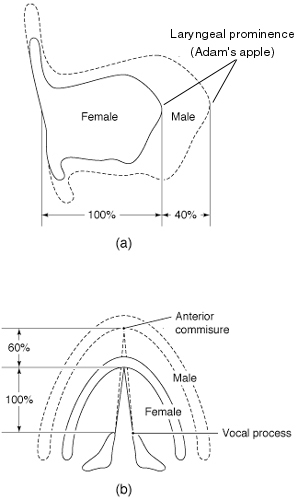 laryngeal size