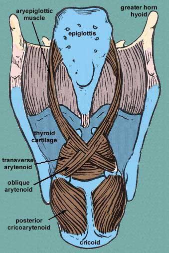 muscles of the larynx