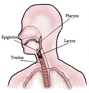 pharynx