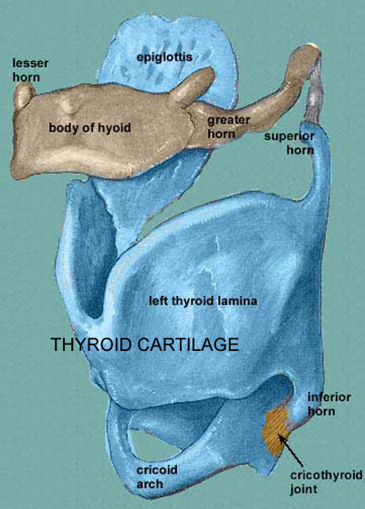 skeleton of the larynx, showing thyroid cartilage