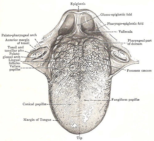 The tonsils and dorsum of the tongue