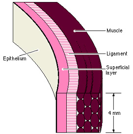 cross-section through vocal fold