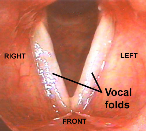 photograph of normal open vocal folds