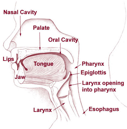 vocal tract