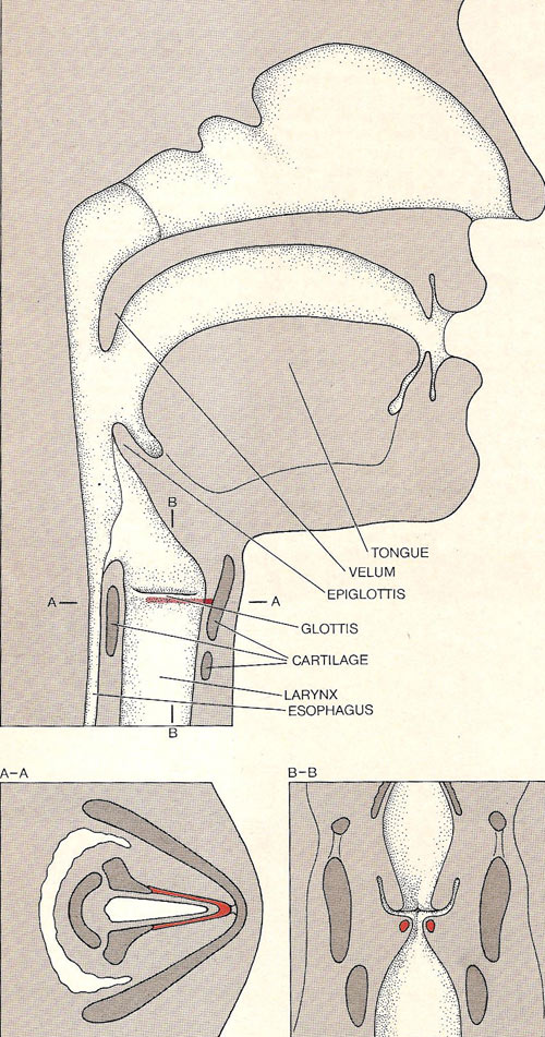 vocal tract diagram